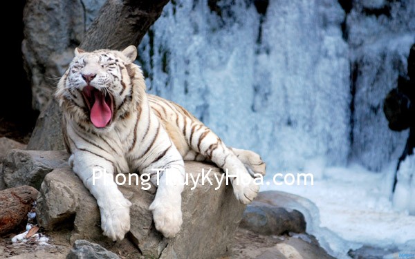 yawning_tiger_sitting_on_rock-2560x1600 yawning tiger sitting on rock 2560x1600 Cẩn thận với những biểu tượng