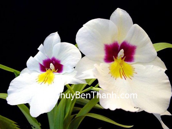 Hoa và những may mắn trong tình yêu