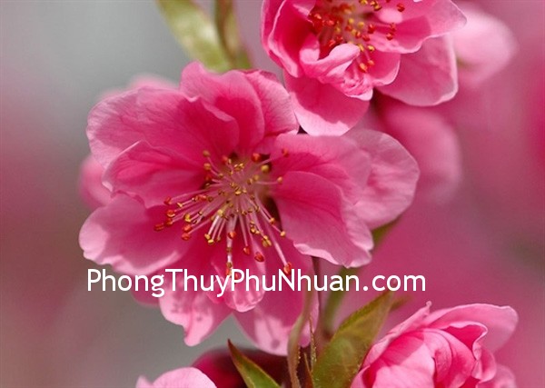hoa hoa Kích hoạt vận may về tình duyên