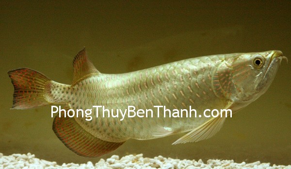 Nuôi cá kim long để thu hút tài lộc