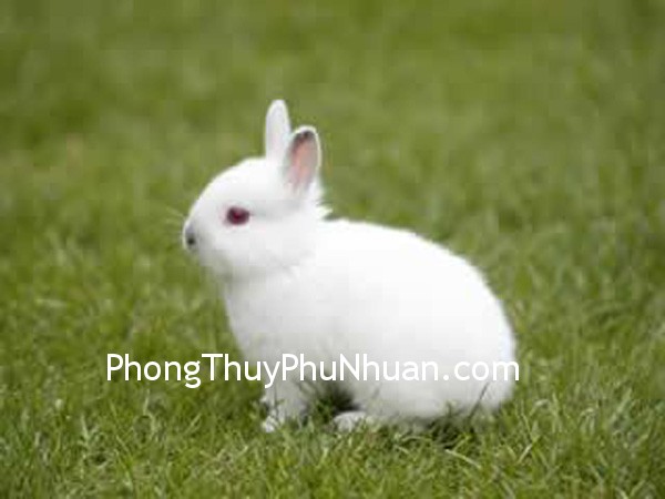 tho 2 tho 2 Đặt thỏ ở hướng Đông