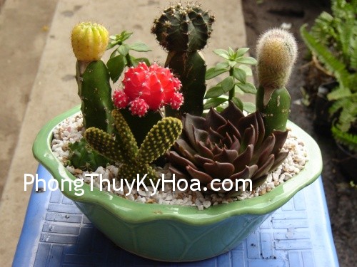 xuong rong xuong rong Trồng xương rồng ở hành lang