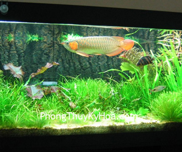kimlong kimlong Vị trí đặt bể cá trong phong thủy