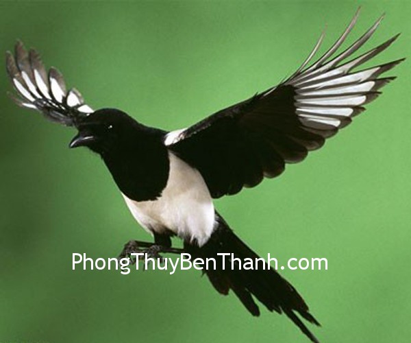 chim-ac chim ac Chim Ác Là tượng trưng cho niềm vui và điềm lành