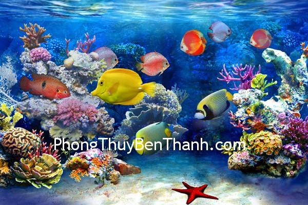dan-ca dan ca Các loại cá có màu sắc rực rỡ đều tốt về phong thủy