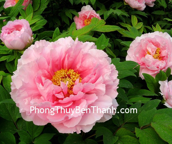 Hoa mẫu đơn cho một đời sống tình cảm tuyệt vời
