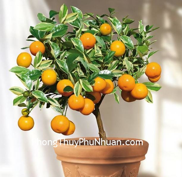 cay canh cay canh Nên trồng cây ở hướng Đông Nam