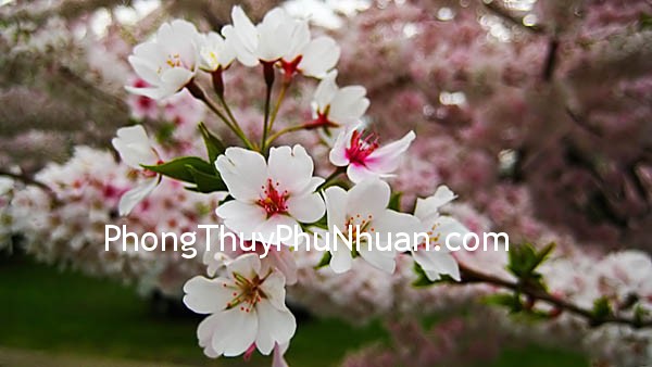 Thành – bại cũng tại Đào hoa
