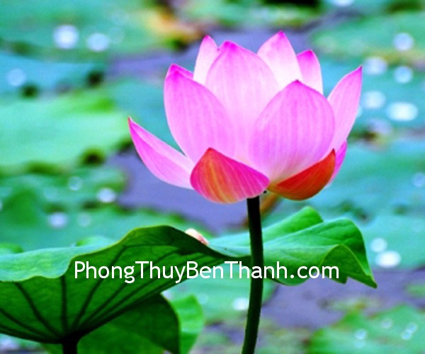 hoa-sen-cho-su-thuan-khiet-tam-hon hoa sen cho su thuan khiet tam hon Hoa sen cho sự thuần khiết trong tâm hồn