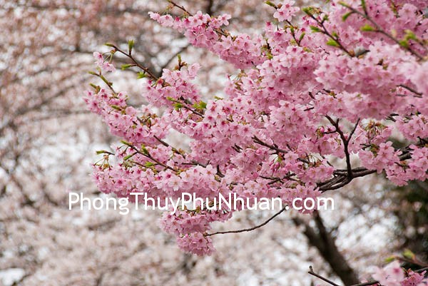 Cherry blossoms in Shinjuku Gyoen (Garden), Tokyo, Japan 3/06 hoa dao 021 Nguyên tắc bảo vệ vị trí Đào hoa