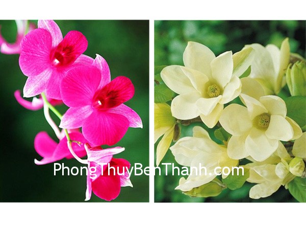 hoa-hoa hoa hoa Hoa lan tượng trưng cho sự toàn mỹ. Mộc lan tượng trưng cho vẻ đẹp mềm mại, nữ tính