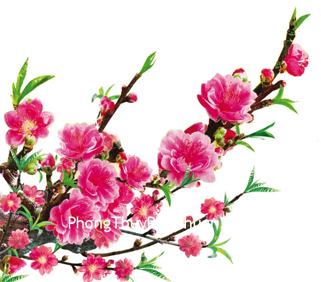 hoa-dao-02 hoa dao 02 Góc khuyết trong phương vị Đào hoa của Sinh Tiêu
