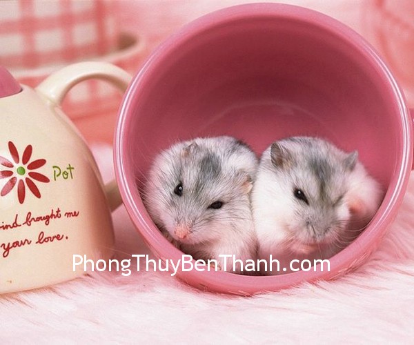 2ti 2ti Vận may của tuổi Tí trong năm