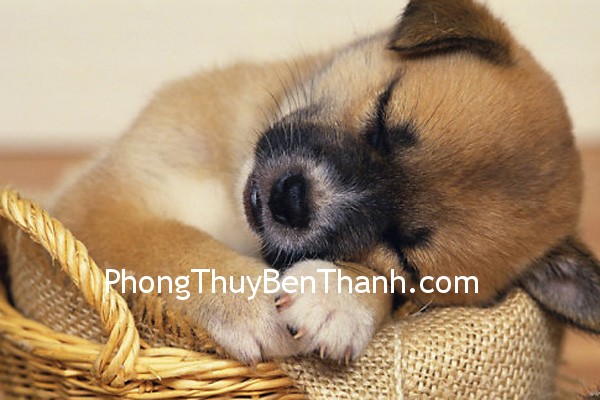van-may-cua-tuoi-tuat van may cua tuoi tuat Vận may của tuổi Tuất trong năm