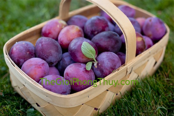Nằm mơ thấy trái mận báo hiệu điều gì cho bạn và con số may mắn nên đánh?