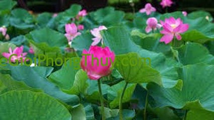 Giải mã ý nghĩa về giấc mơ thấy hoa sen báo hiệu điều gì và con số may mắn nên đánh?