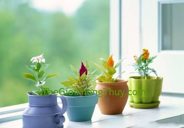 Những loại cây cảnh nên đặt ở bàn làm việc để sự nghiệp tiến triển tốt